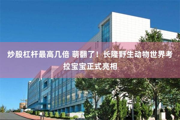 炒股杠杆最高几倍 萌翻了！长隆野生动物世界考拉宝宝正式亮相
